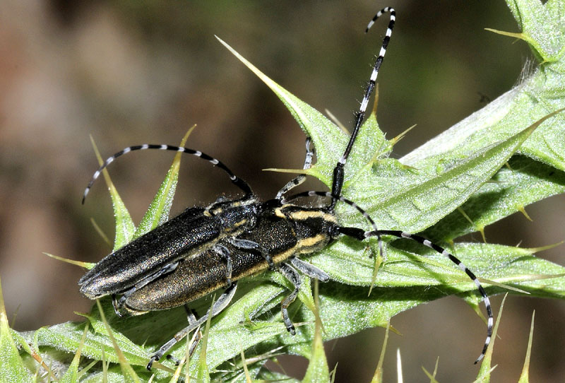 Cerambycidae: Agapanthia cynarae e Oxylia duponchelii